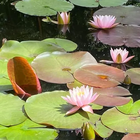Le De Lou - Piscine Privative Et Massages Bien-etre * Mazerolles (Charente)